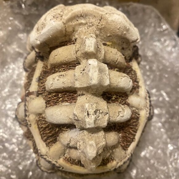 Reptile hideout Enclosure - Picture 5 of 9